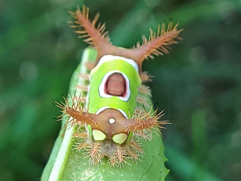 Keep your hands away from suspected caterpillars