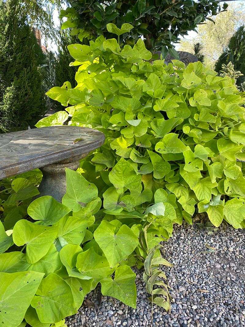 Keeping Arizona Vines Strong With Good Care Keeping Arizona Vines Strong With Good Care