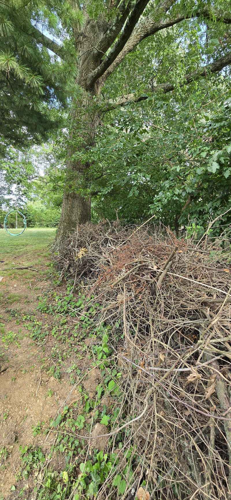 Keeping Brush Piles Creates Hidden Shelter Spots