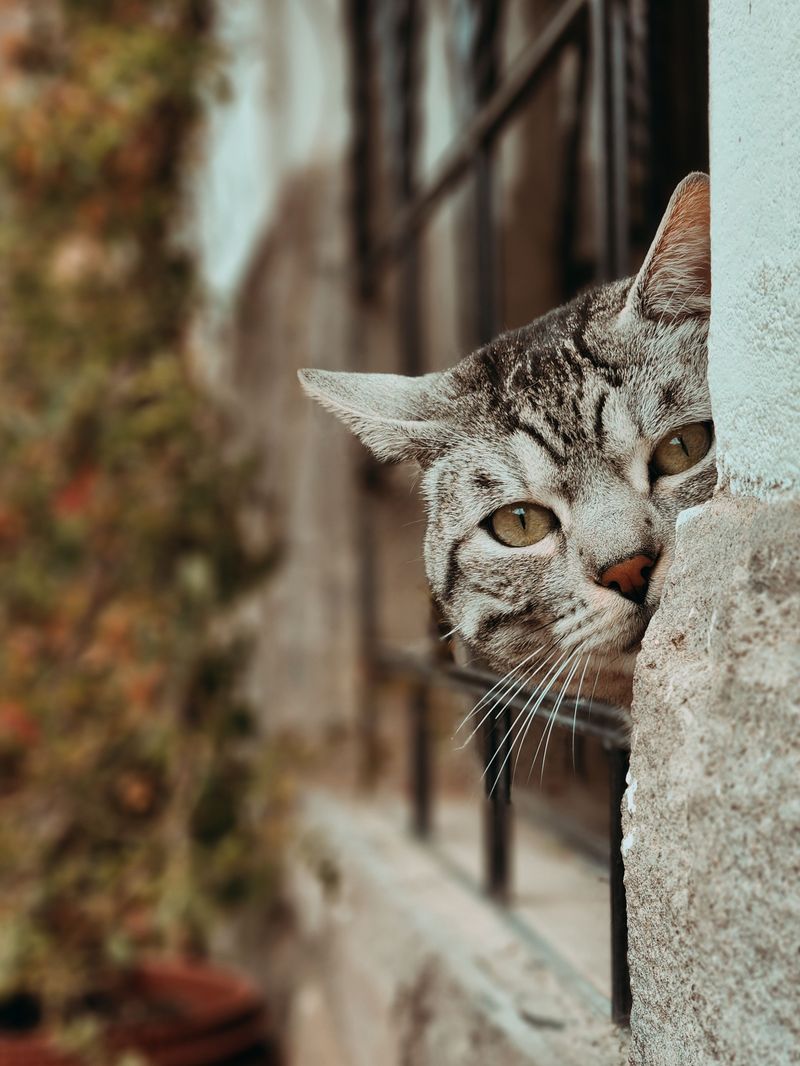 Keeping Curious Kids And Pets Out Of Trouble Keeping Curious Kids And Pets Out Of Trouble
