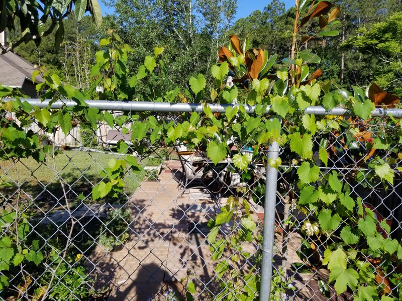 Keeping Fence And Vine Connections Gives Rats A Highway Keeping Fence And Vine Connections Gives Rats A Highway