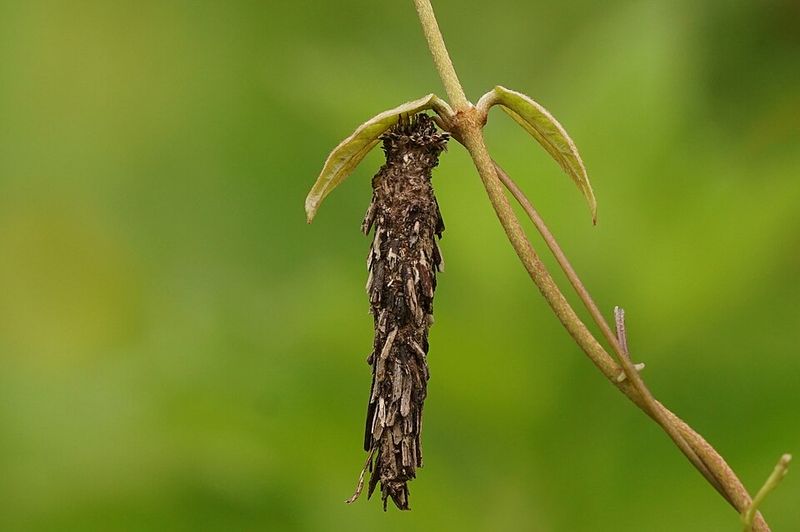 Keeping Next Summer's Batch Off Your Branches