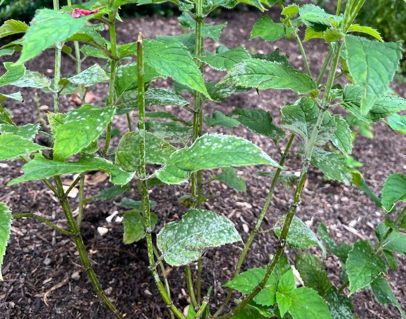Keeping Powdery Mildew From Crashing The Party Keeping Powdery Mildew From Crashing The Party