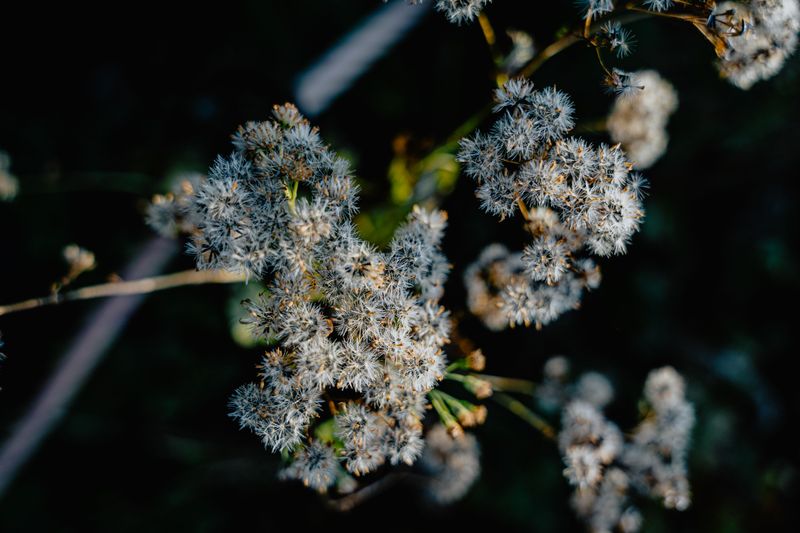 Keeping Snakeroot In Check For Next Year