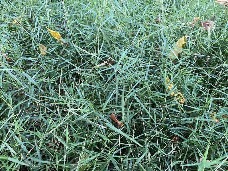 Keeping The Ground Covered Helps Limit Open Space For Stiltgrass