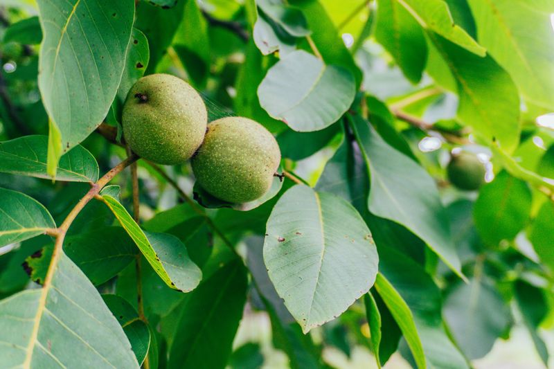 Keeping The Tree And The Garden
