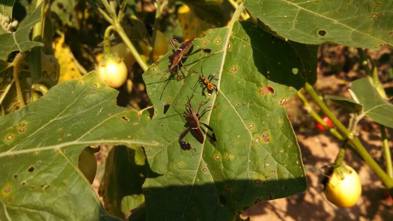 Keeping Weeds And Wild Edges Too Close