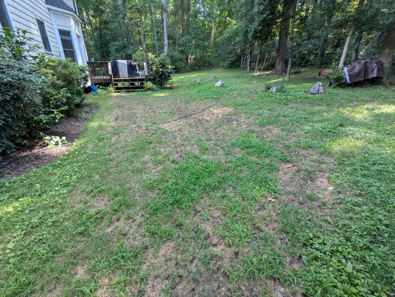 Keeping Yard Clutter In Shady Corners