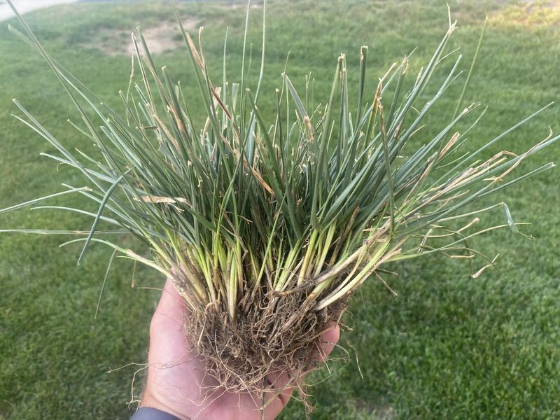 Kentucky 31 Is Tall Fescue But Not Turf-Type Kentucky 31 Is Tall Fescue But Not Turf-Type