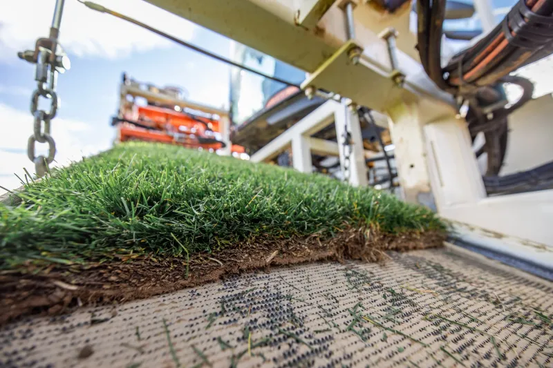 Kentucky Bluegrass Can Take Longer To Germinate Kentucky Bluegrass Can Take Longer To Germinate