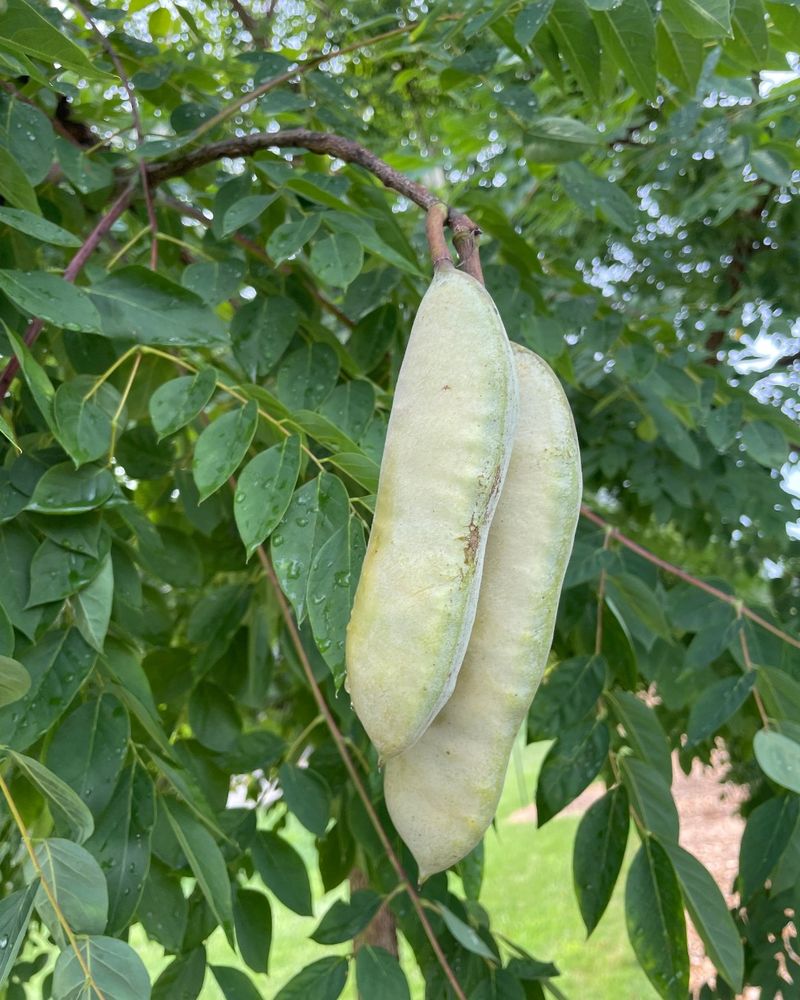 Kentucky Coffeetree Kentucky Coffeetree