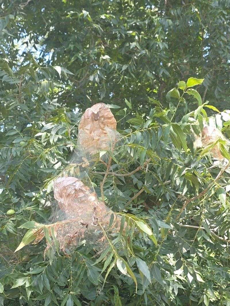 Kentucky Trees That Attract The Most Nests Kentucky Trees That Attract The Most Nests