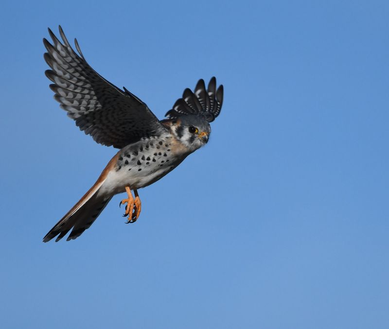 Kestrels Steal The Early September Spotlight