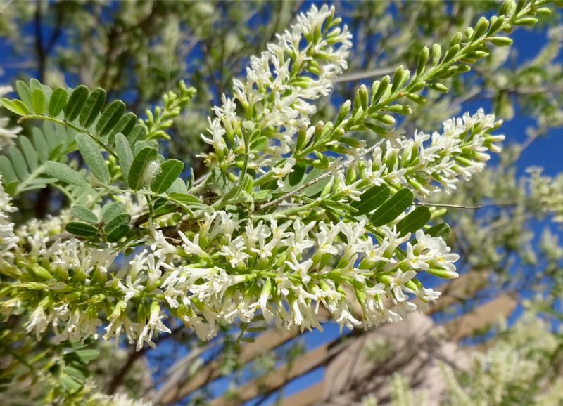 Kidneywood