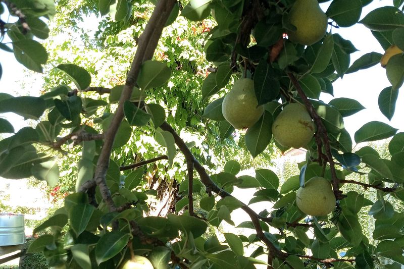 Kieffer And Magness Pears Stand Up To Fire Blight Kieffer And Magness Pears Stand Up To Fire Blight