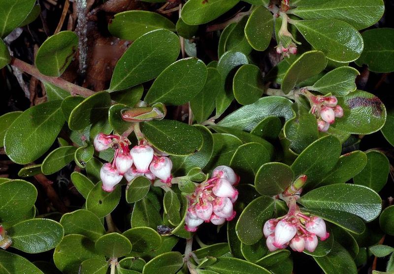 Kinnikinnick Blankets Ground With Evergreen Leaves