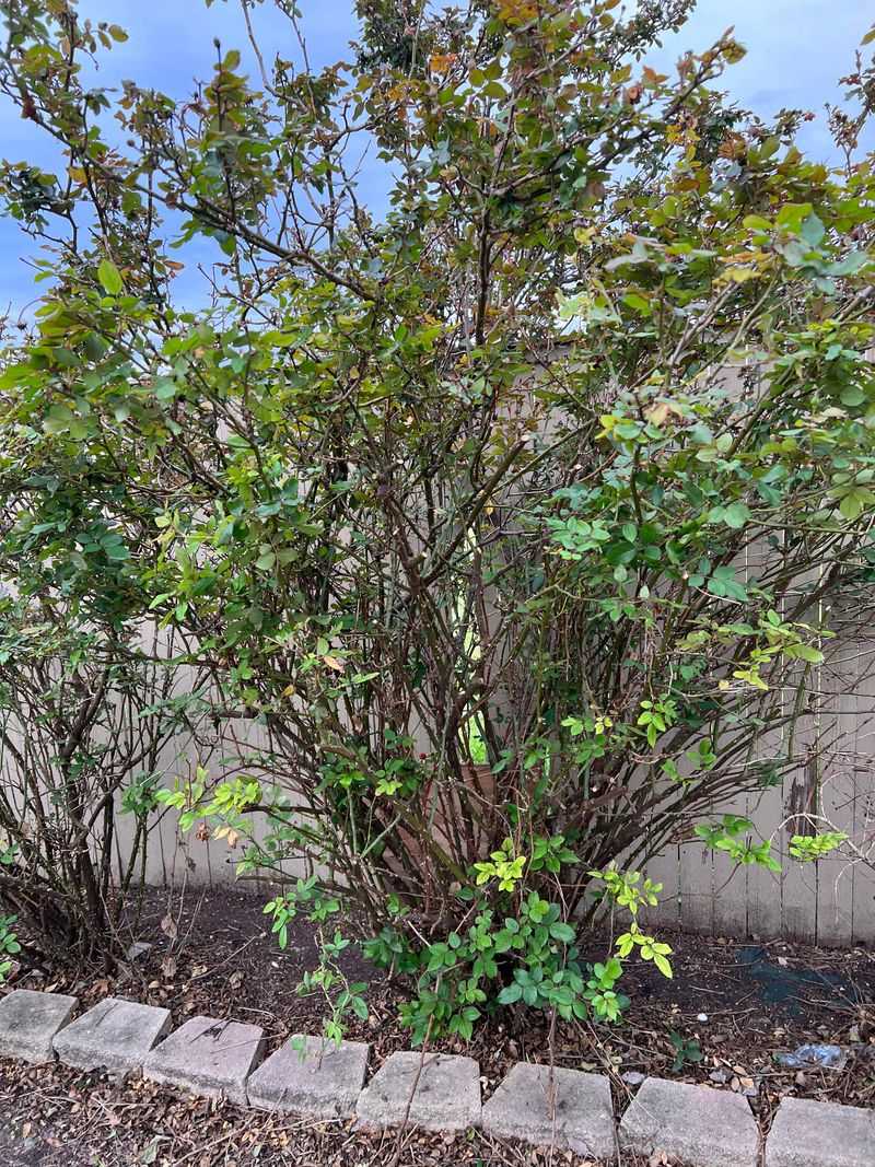 Knock Out Roses Need Pruning Patience In Fall Knock Out Roses Need Pruning Patience In Fall