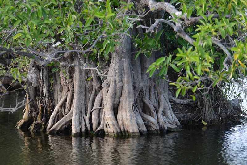 Know That A Rooted Mangrove Gains Legal Protection Know That A Rooted Mangrove Gains Legal Protection