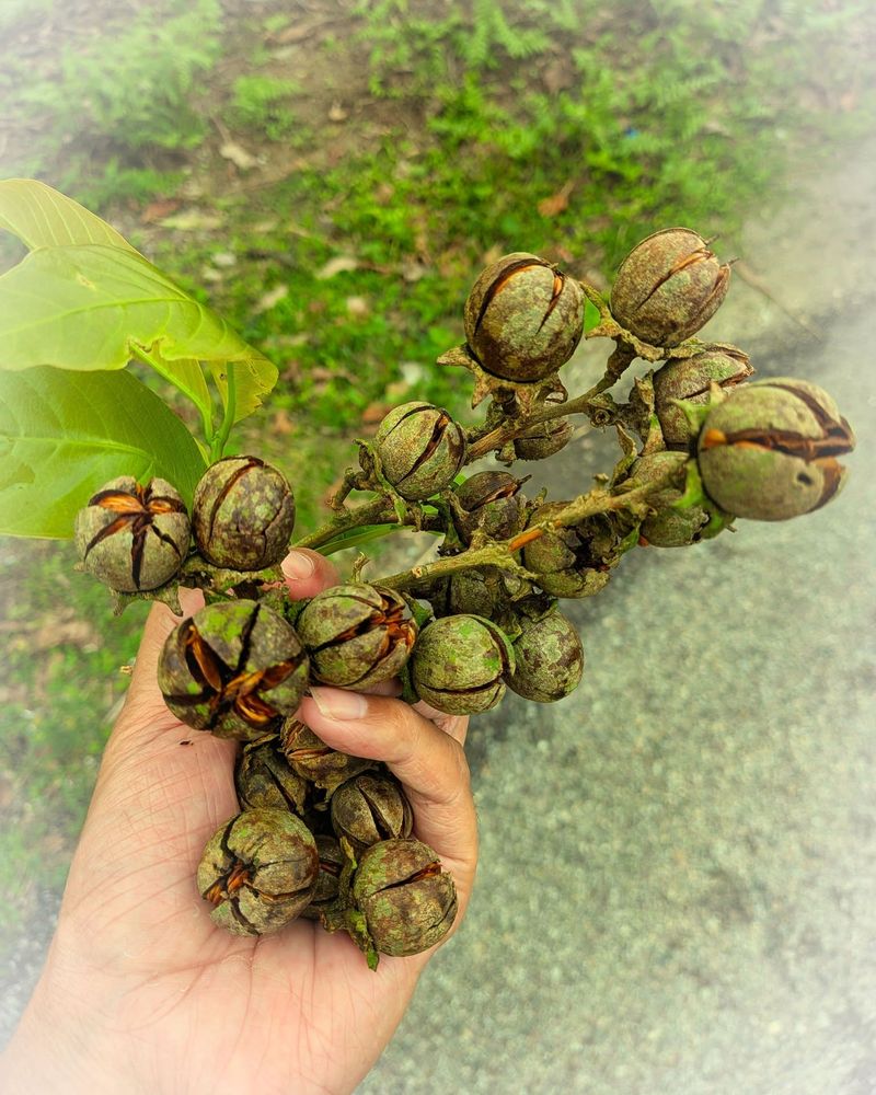 Know That Seed Pods Are Normal