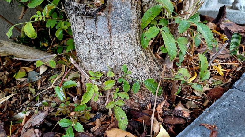 Know That The State Prohibits The Sale Of Brazilian Peppertree