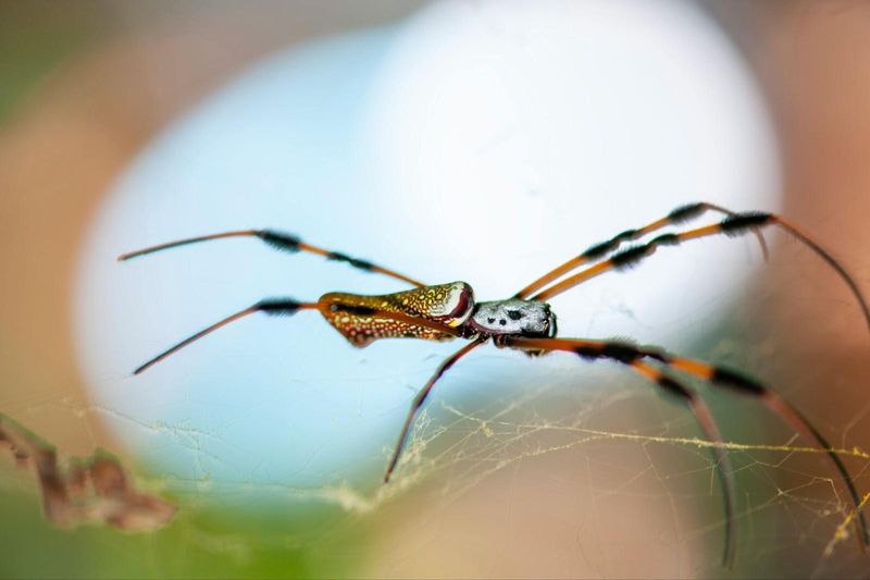 Know The Difference Between Banana Spiders And Dangerous Species Know The Difference Between Banana Spiders And Dangerous Species