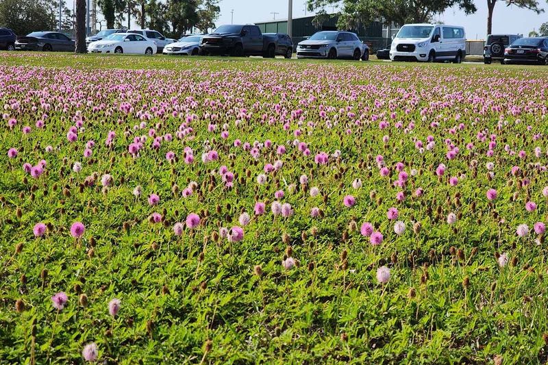 Know The Rules Before Replacing A Tired Lawn