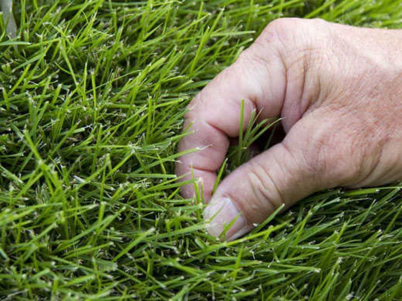 Know What Your September Zoysia Lawn Is Actually Asking For Know What Your September Zoysia Lawn Is Actually Asking For