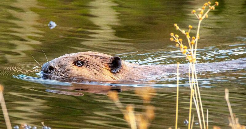 Know When A Beaver Is Becoming A Problem