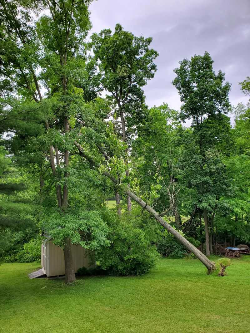 Know When A Dangerous Tree Becomes A Liability