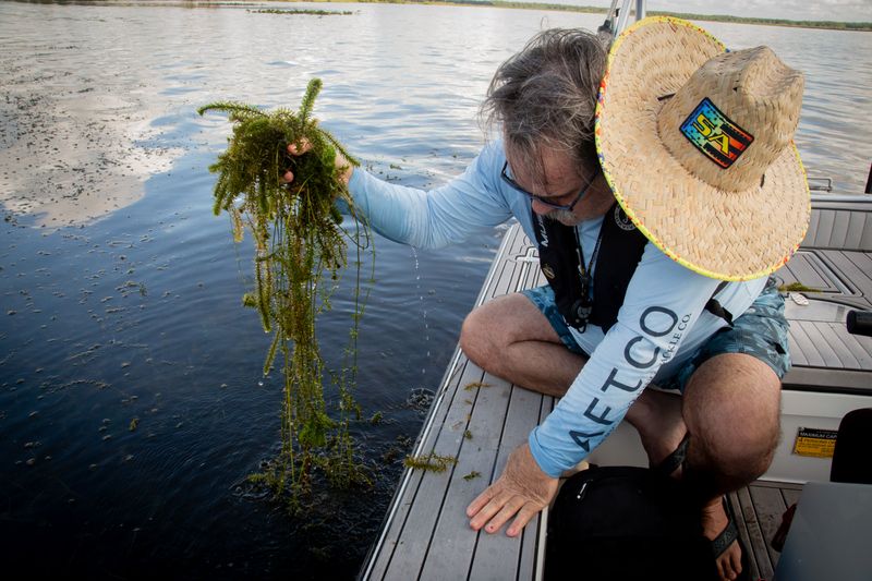 Know When An Aquatic Plant Falls Under A Different Rule Know When An Aquatic Plant Falls Under A Different Rule