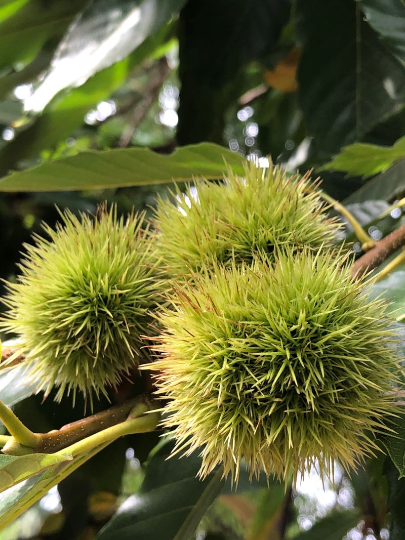 Know When Chestnuts Start Dropping