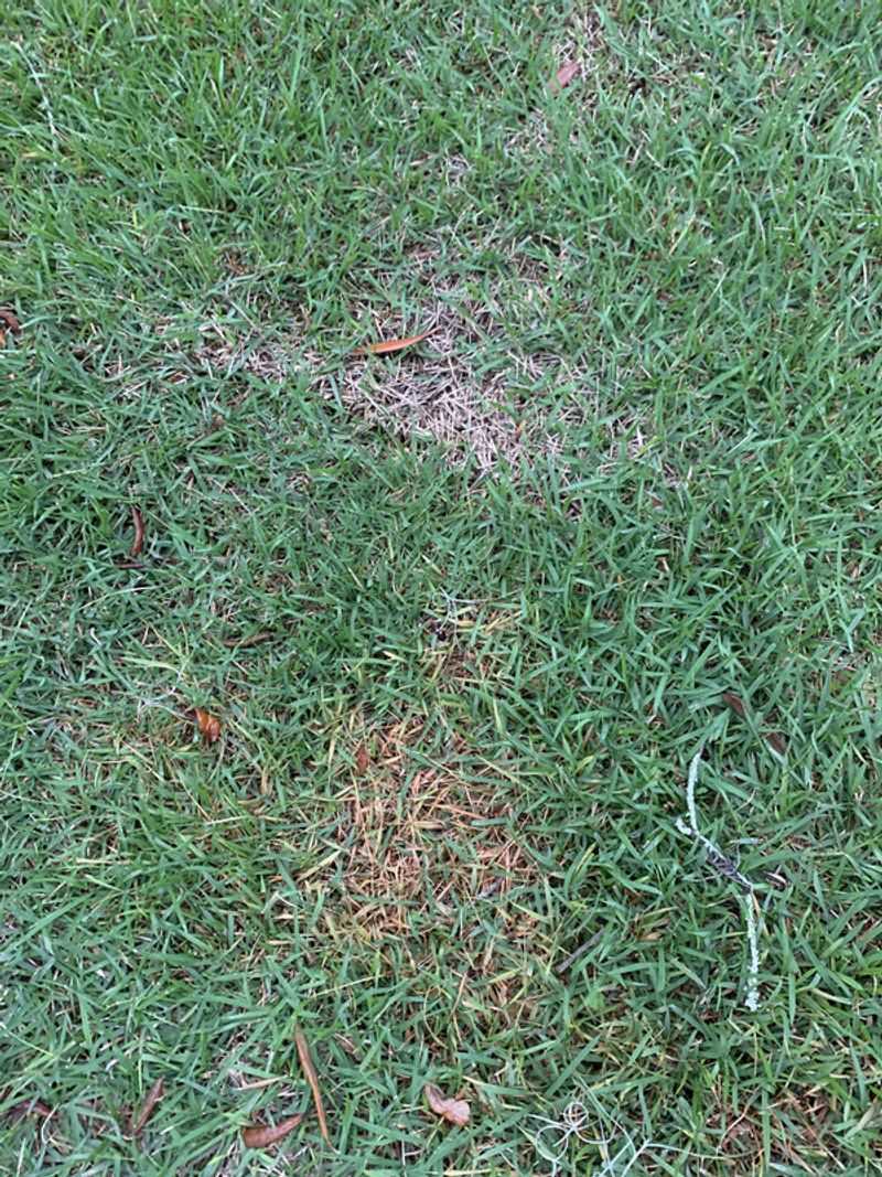 Know When Large Patch Needs Treatment