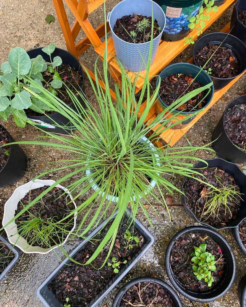 Know When Outdoor Lemongrass Must Come In Know When Outdoor Lemongrass Must Come In