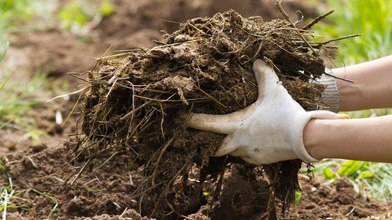 Know When Raw Manure Actually Has A Place Know When Raw Manure Actually Has A Place