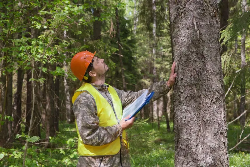 Know When To Call A Certified Arborist Or Tree Professional Know When To Call A Certified Arborist Or Tree Professional