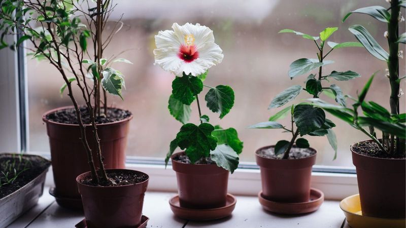 Know When Tropical Hibiscus Must Come Indoors