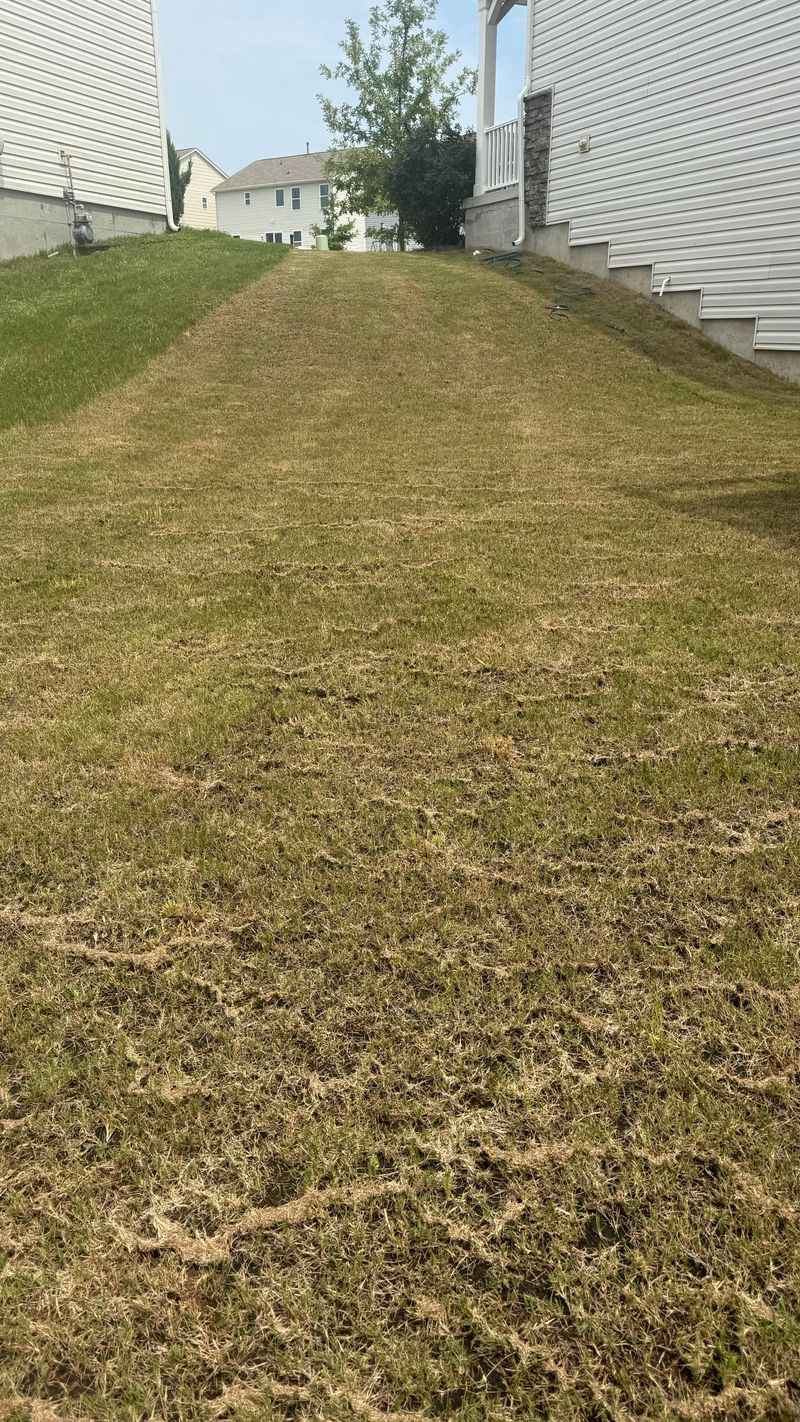 Know When Your Lawn Needs A Full Reset Know When Your Lawn Needs A Full Reset