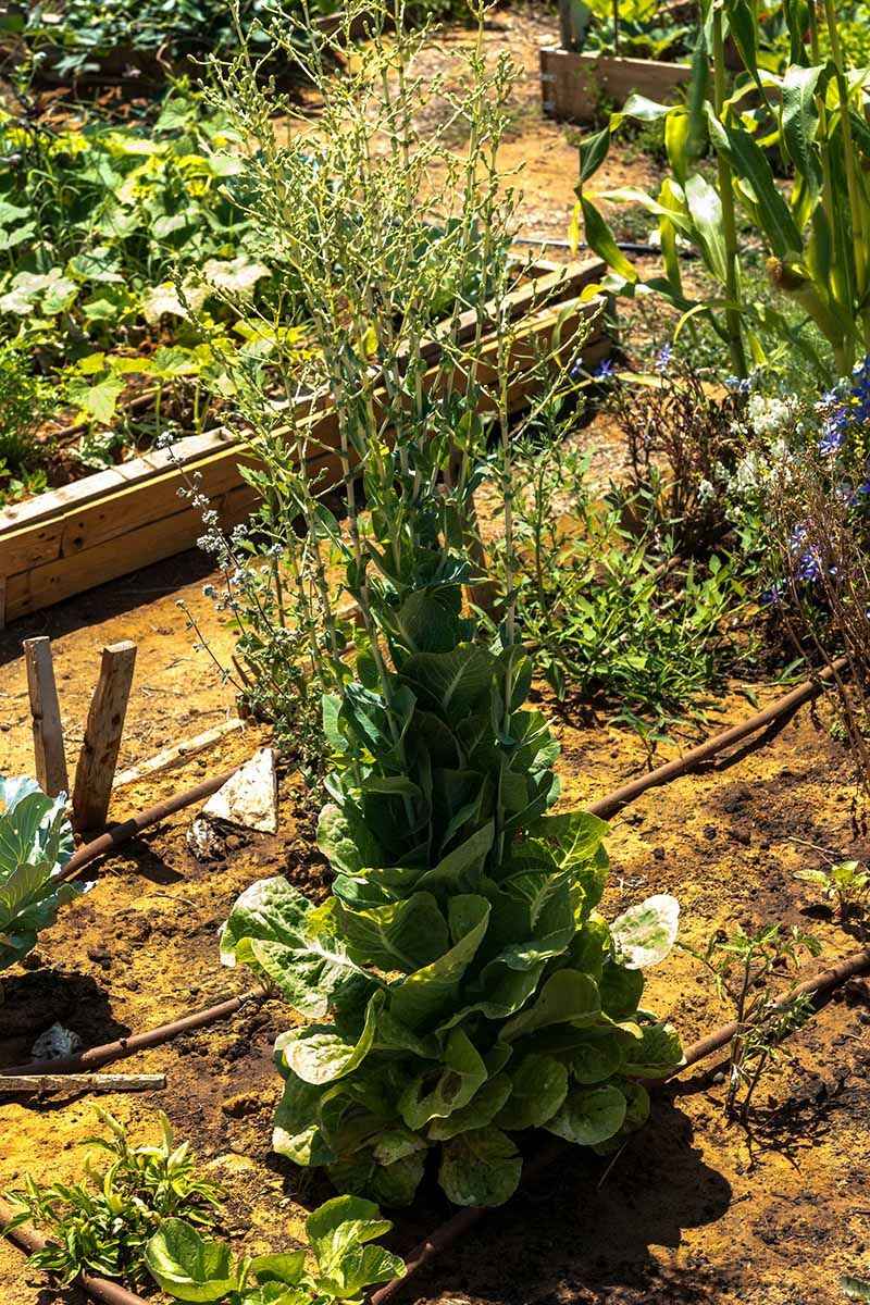 Know When to Stop Cutting the Same Plant