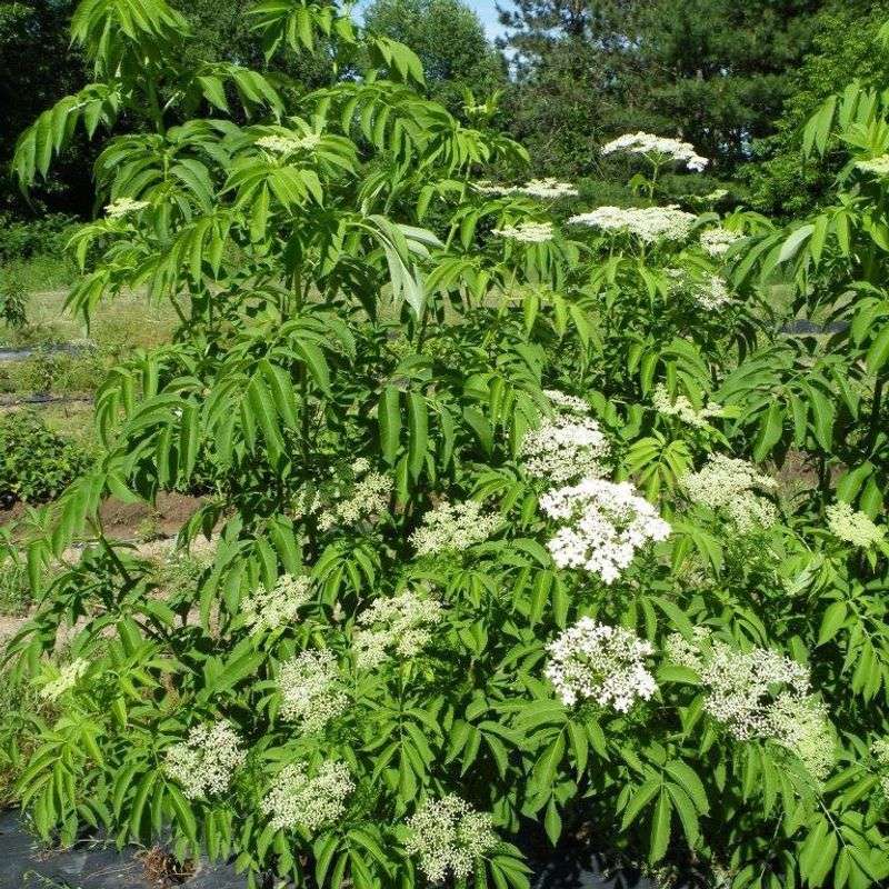 Know Where Elderberry Grows Best Know Where Elderberry Grows Best