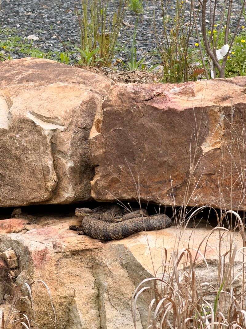 Know Where Young Snakes May Linger Near Their Mother