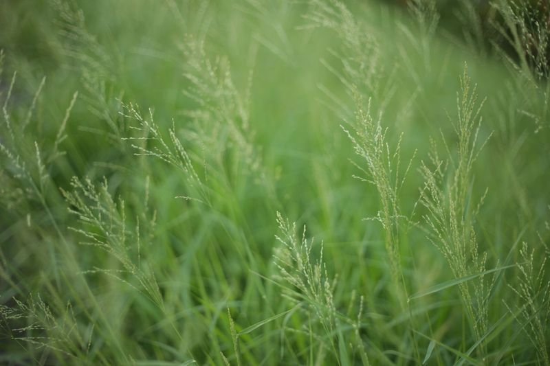 Know Which Alabama Grasses Get Hit Hardest