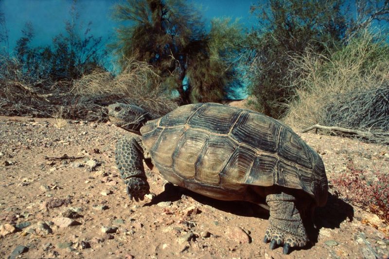 Know Which Arizona Desert Tortoise You May Be Seeing Know Which Arizona Desert Tortoise You May Be Seeing