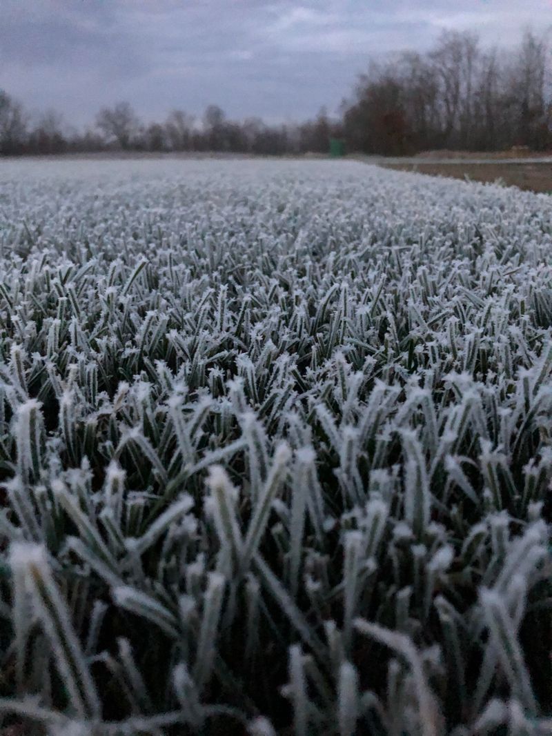 Know Which Grass Handles Ohio Winters Better Know Which Grass Handles Ohio Winters Better