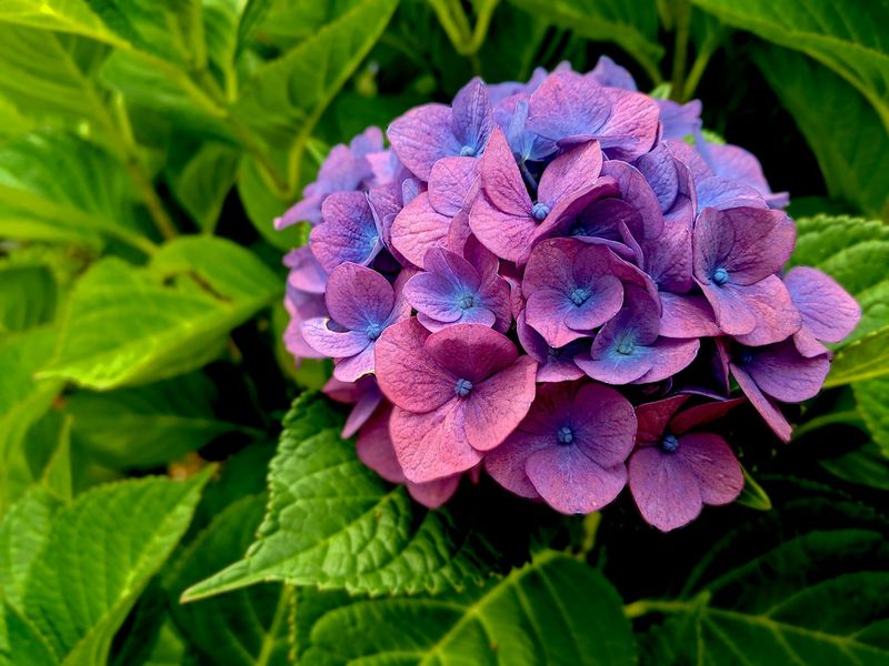 Know Which Hydrangea You Have Before Pruning