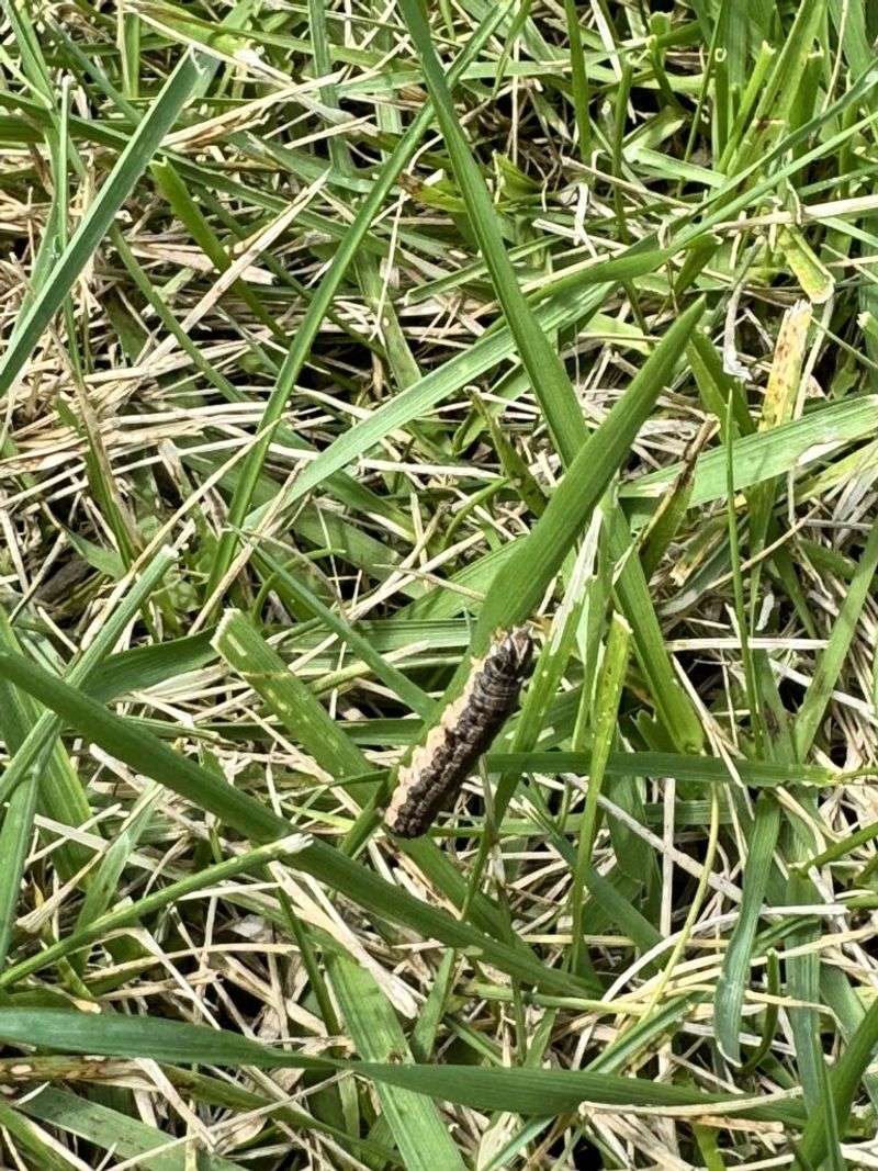 Know Which Lawns Face The Greatest Risk