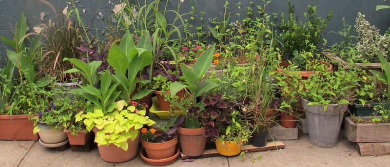 Know Which Plants Can Handle New York's First Chilly Nights Know Which Plants Can Handle New York's First Chilly Nights