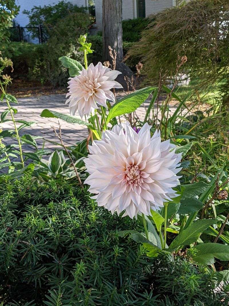Know Which Plants Need It Most Know Which Plants Need It Most