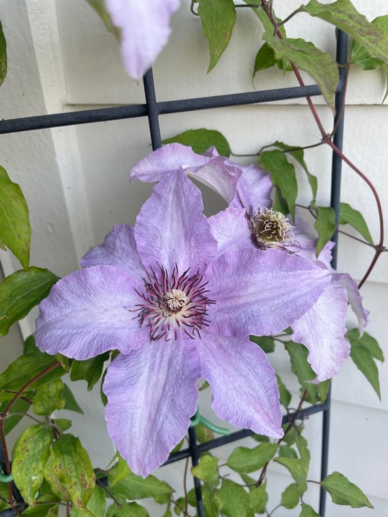 Know Which Pruning Group Your Clematis Belongs To Know Which Pruning Group Your Clematis Belongs To