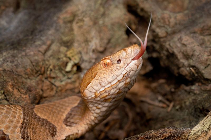 Know Which Snakes Might Visit Your Yard