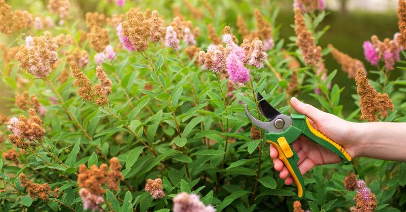 Know Which Spirea You Grow
